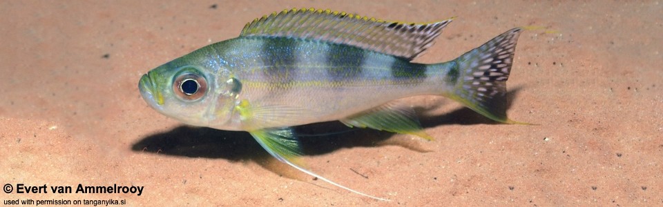 Haplotaxodon trifasciatus 'Kigoma area'