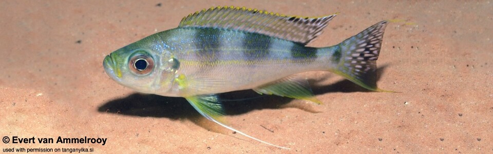 Haplotaxodon trifasciatus 'Kigoma'