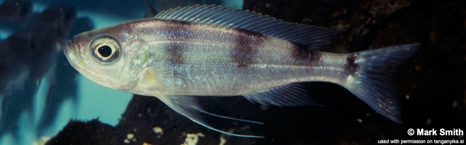 Haplotaxodon trifasciatus (unknown locality)