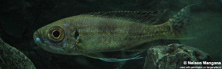 Haplotaxodon trifasciatus 'Burundi'.jpg