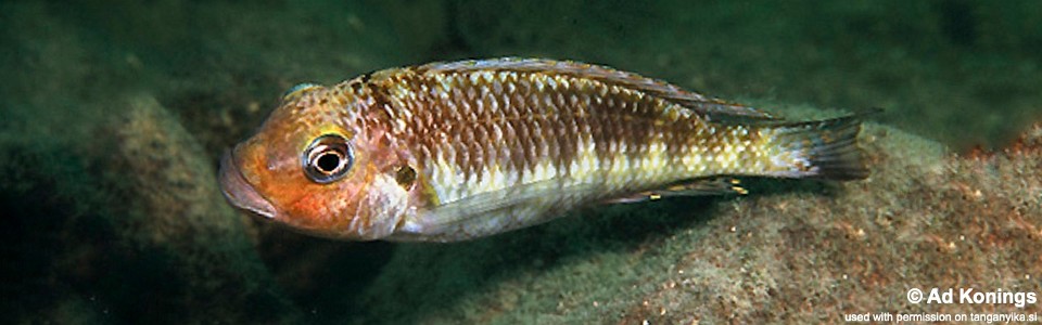 Interochromis loocki 'Chimba'