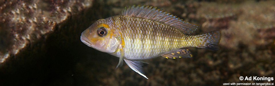 Interochromis loocki 'Kalambo Lodge'