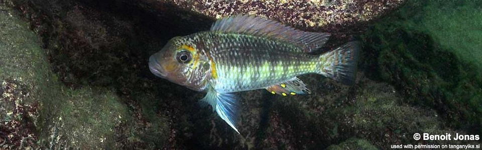 Interochromis loocki 'Kasanga'