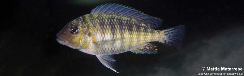 Interochromis loocki 'Katondo Point'