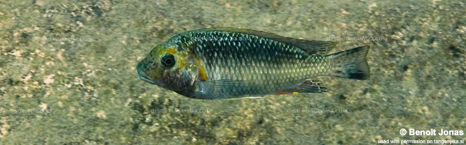 Interochromis loocki 'Kerenge Island'