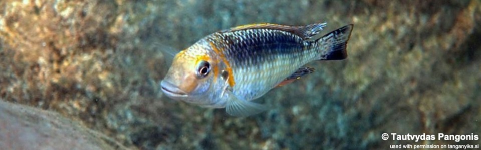 Interochromis loocki 'Kisambala'