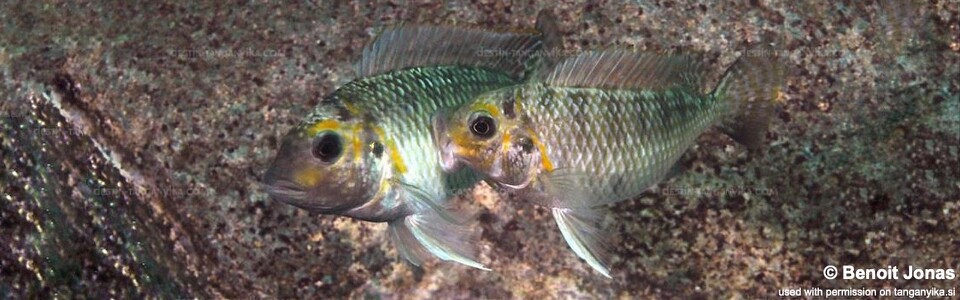 Interochromis loocki 'Maleza (Mamalesa) Island'