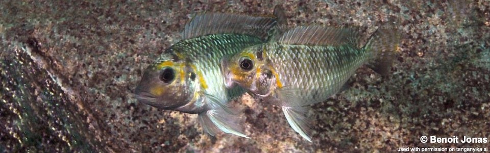 Interochromis loocki 'Mamalesa Island'