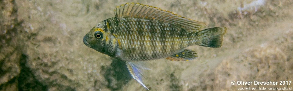 Interochromis loocki 'Mawimbi'