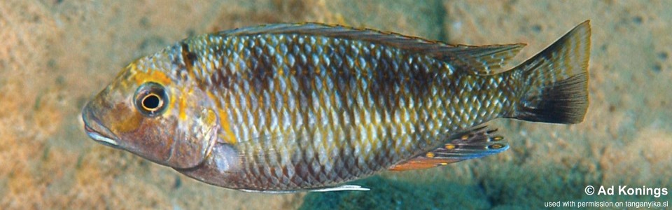 Interochromis loocki 'Mboko Island'