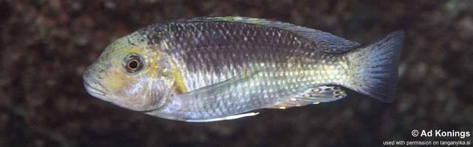 Interochromis loocki 'Mvuna Island'