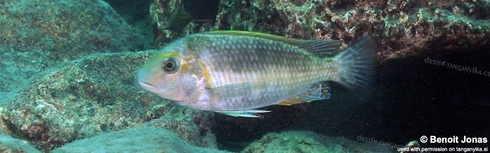 Interochromis loocki 'Ulwile Island'