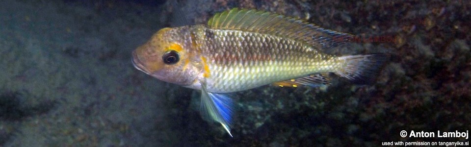 Interochromis loocki (unknown locality)