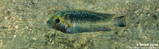 Interochromis loocki 'Kerenge Island'.jpg