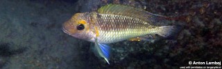 Interochromis loocki.jpg