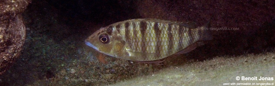 Jabarichromis pfefferi 'Halembe'<br><font color=gray>'Gnathochromis' pfefferi 'Halembe'</font>