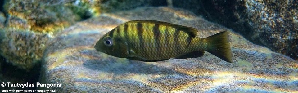 Jabarichromis pfefferi 'Kipili'<br><font color=gray>'Gnathochromis' pfefferi 'Kipili'</font>