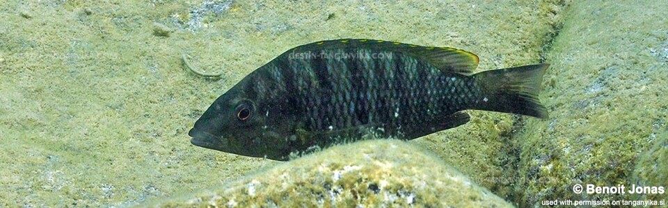 Jabarichromis pfefferi 'Maswa Point' - 'Gnathochromis' pfefferi 'Maswa Point'