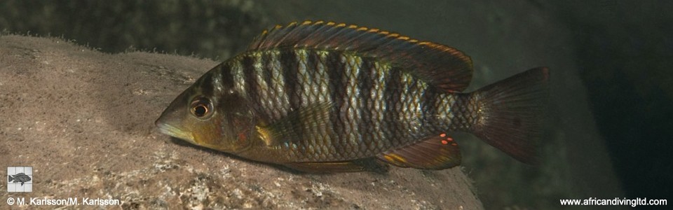 Jabarichromis pfefferi 'Segunga North'<br><font color=gray>'Gnathochromis' pfefferi 'Segunga North'</font>