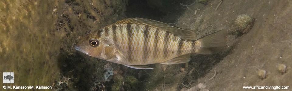 Jabarichromis pfefferi 'Udachi'<br><font color=gray>'Gnathochromis' pfefferi 'Udachi'</font>