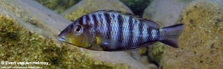 Jabarichromis pfefferi 'North of Kigoma'.jpg