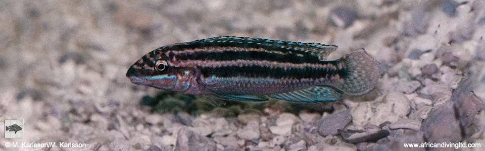 Julidochromis cf. dickfeldi 'Lupota'<br><font color=gray>Julidochromis sp. 'Dickfeldi Congo'</font> 