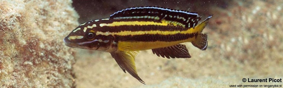 Julidochromis marksmithi 'Lupita Island'