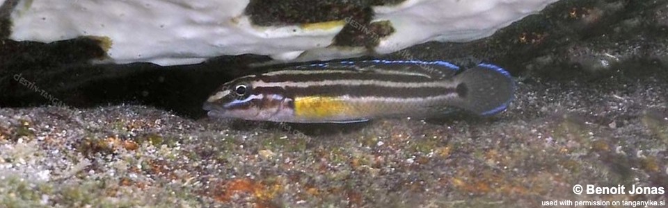 Julidochromis marksmithi 'Silaf Rocks'