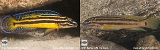 Julidochromis marksmithi