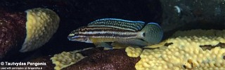 Julidochromis cf. marksmithi 'Lubugwe Bay'.jpg