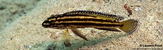 Julidochromis marksmithi 'Cape Mpimbwe'.jpg