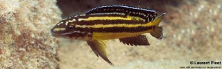 Julidochromis marksmithi 'Lupita Island'.jpg