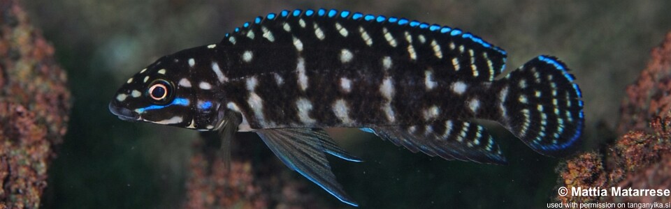 Julidochromis cf. marlieri 'Kafyoko Point'<br><font color=gray>J. sp. 'Marlieri Kasanga' Kafyoko Point</font>