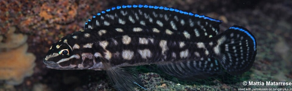 Julidochromis cf. marlieri 'Katani Point'<br><font color=gray>J. sp. 'Marlieri Maleza' Katani Point</font>