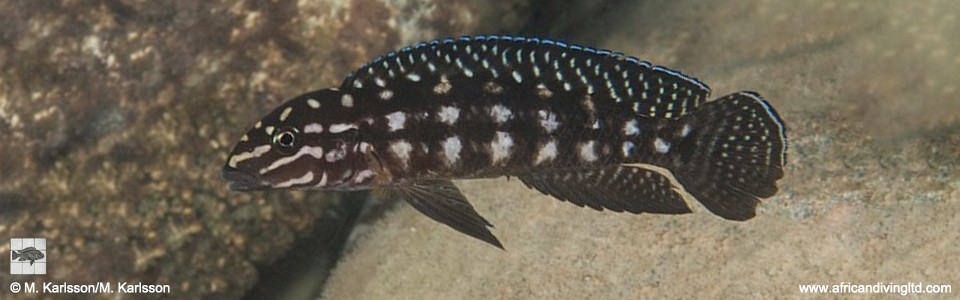 Julidochromis cf. marlieri 'Kitango Rocks'<br><font color=gray>J. sp. 'Marlieri Kala' Kitango Rock</font>