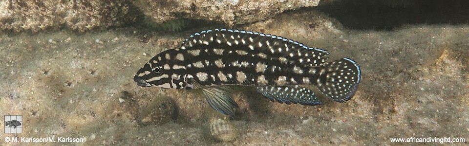Julidochromis cf. marlieri 'Maleza (Mamalesa) Island' - J. sp. 'Marlieri Maleza' Maleza (Mamalesa) Island