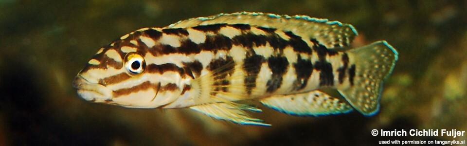 Julidochromis cf. marlieri 'Burundi'