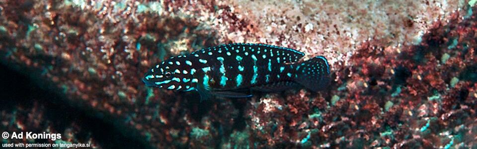 Julidochromis cf. marlieri 'Chikalakate' - J. sp. 'Marlieri Kasanga' Chikalakate