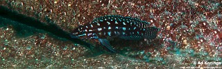 Julidochromis cf. marlieri 'Katili'.jpg