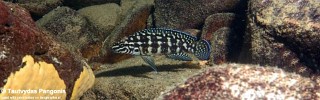 Julidochromis cf. marlieri 'Muzi'.jpg