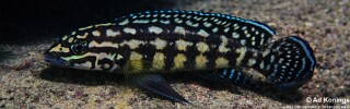 Julidochromis cf. marlieri 'Muzimu'.jpg