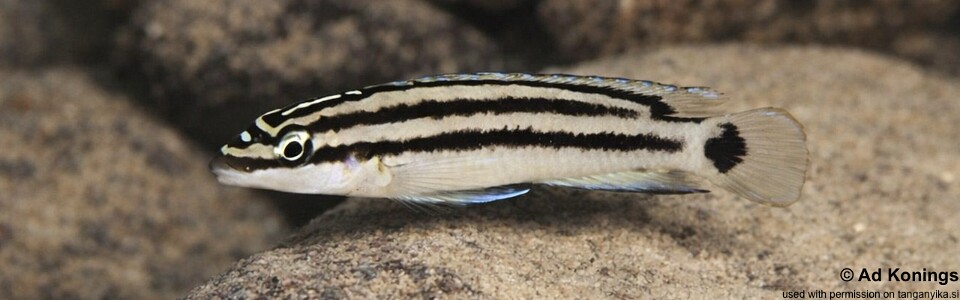 Julidochromis cf. ornatus 'Kiku'
