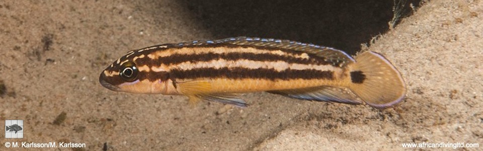 Julidochromis ornatus 'Kapere'