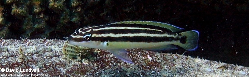 Julidochromis ornatus 'Mutondwe (Crocodile) Island'