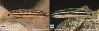 Julidochromis ornatus