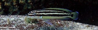 Julidochromis ornatus 'Mutondwe (Crocodile) Island'.jpg