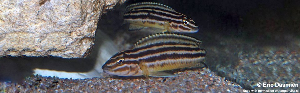 Julidochromis cf. regani 'Bujumbura'