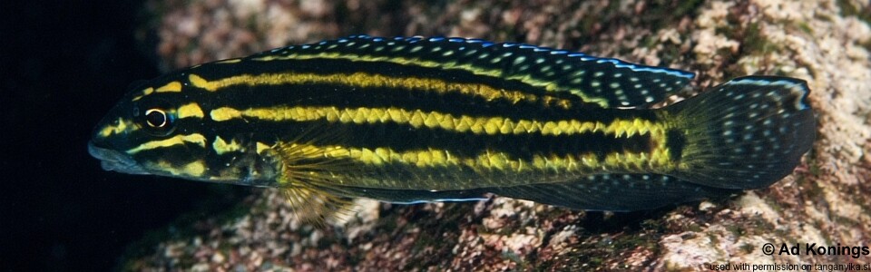 Julidochromis cf. regani 'Cape Caramba'