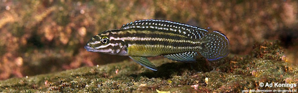 Julidochromis cf. regani 'Fulwe Rocks'<br><font color=gray>J. sp. 'Regani Wampembe' Fulwe Rocks</font>