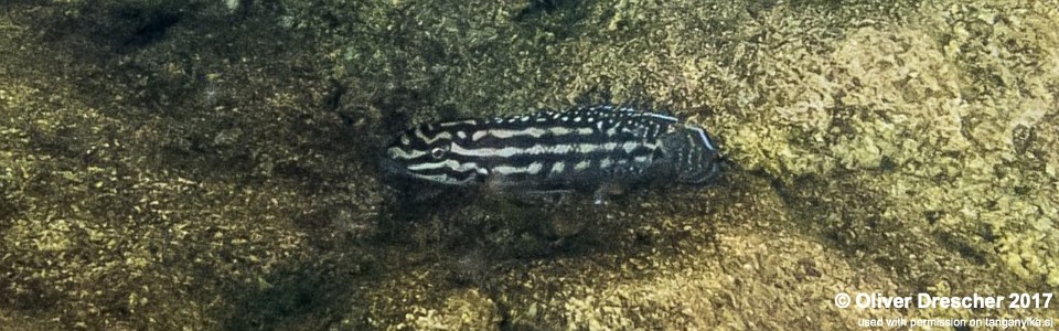 Julidochromis cf. regani 'Jakobsen's Beach'